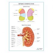 Артерии почки и сегменты плакат глянцевый А1+/А2+