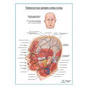 Поверхностные сосуды головы плакат глянцевый А1+/А2+