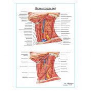 Нервы и сосуды шеи. Вид сбоку плакат глянцевый А1+/А2+