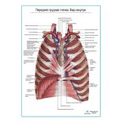 Передняя грудная стенка. Вид изнутри плакат глянцевый А1+/А2+