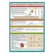 Математика: Шкала. Координатный луч. Координатная плоскость. А1+/A2+