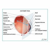 Анатомия глаза, плакат глянцевый А1/А2