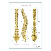 Позвоночный столб плакат глянцевый А1/А2