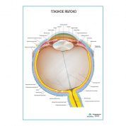 Глазное яблоко плакат глянцевый А1/А2