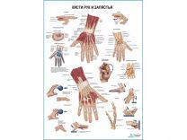 Кисти рук и запястья, плакат глянцевый А1/А2