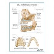 Зубы постоянные и молочные плакат глянцевый А1/А2