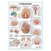 Головной мозг, плакат глянцевый А1+/А2+