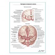 Артерии мозга. Фронтальное сечение плакат глянцевый А1+/А2+