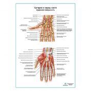 Артерии и нервы кисти, ладонная поверхность плакат глянцевый А1+/А2+