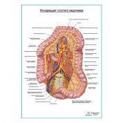 Автономная иннервация толстого кишечника плакат глянцевый А1+/А2+