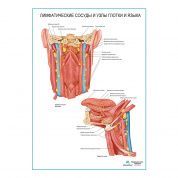 Лимфатические сосуды и узлы глотки и языка плакат глянцевый А1/А2