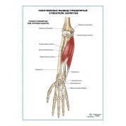 Сгибатели запястья плакат глянцевый А1/А2
