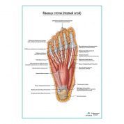 Мышцы подошвенной поверхности стопы первый слой плакат глянцевый А1+/А2+
