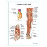 Большеберцовый нерв плакат глянцевый А1+/А2+