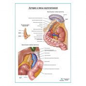 Артерии и вены надпочечников плакат глянцевый А1+/А2+