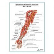 Артерии и нервы верхней конечности: вид спереди – плакат А1+/А2+