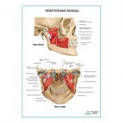 Жевательные мышцы. Вид сбоку плакат глянцевый А1/А2