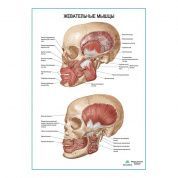 Жевательные мышцы плакат глянцевый А1/А2