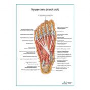 Мышцы подошвенной поверхности стопы (второй слой) плакат глянцевый А1+/А2+
