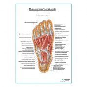 Мышцы подошвенной поверхности стопы (третий слой) плакат глянцевый А1+/А2+