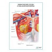 Лимфатические сосуды и узлы молочной железы плакат глянцевый А1/А2