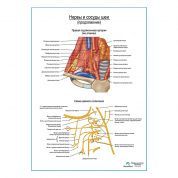 Нервы и сосуды шеи (продолжение) плакат глянцевый А1+/А2+