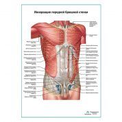 Нервы передней брюшной стенки плакат глянцевый А1+/А2+