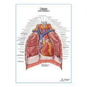 Сердце. Внешнее строение и расположение плакат глянцевый А1+/А2+