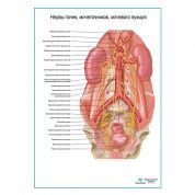 Нервы почек, мочеточников, мочевого пузыря плакат глянцевый А1+/А2+