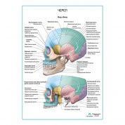Череп. Вид сбоку плакат глянцевый А1/А2