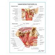 Нижнечелюстной нерв плакат глянцевый А1+/А2+
