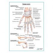 Связки кисти плакат глянцевый А1+/А2+
