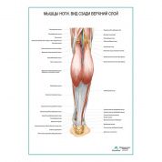 Мышцы ноги. Вид сзади верхний слой плакат глянцевый А1/А2