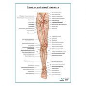 Артерии нижней конечности плакат глянцевый А1+/А2+