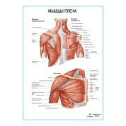 Мышцы плеча плакат глянцевый А1/А2