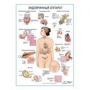 Эндокринный аппарат, плакат глянцевый А1/А2