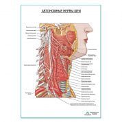 Автономные нервы шеи плакат глянцевый А1+/А2+