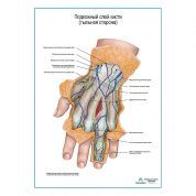 Подкожный слой кисти плакат глянцевый А1+/А2+