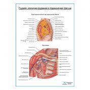 Грудная, ключично-грудинная и подмышечная фасции плакат глянцевый А1+/А2+