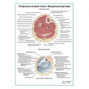 Поперечное сечение голени. Фасциальный футляр плакат глянцевый А1+/А2+