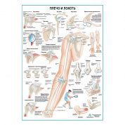Плечо и локоть, плакат глянцевый А1+/А2+