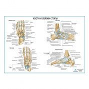 Кости и связки стопы, плакат глянцевый А1/А2