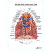 Крупные сосуды средостения плакат глянцевый А1+/А2+