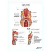 Нервы гортани плакат глянцевый А1+/А2+
