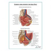 Артерии и вены женского таза (вид сбоку) плакат глянцевый А1+/А2+