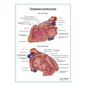 Проводящая система сердца плакат глянцевый А1+/А2+