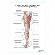 Поверхностные нервы и подкожные вены ноги: вид спереди плакат А1+/А2+