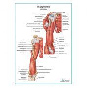 Мышцы плеча вид спереди плакат глянцевый А1+/А2+