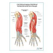 Разгибатели запястья и пальцев плакат глянцевый А1/А2