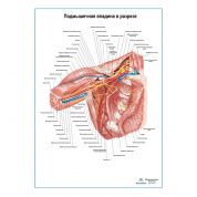 Подмышечная впадина в разрезе плакат глянцевый А1+/А2+